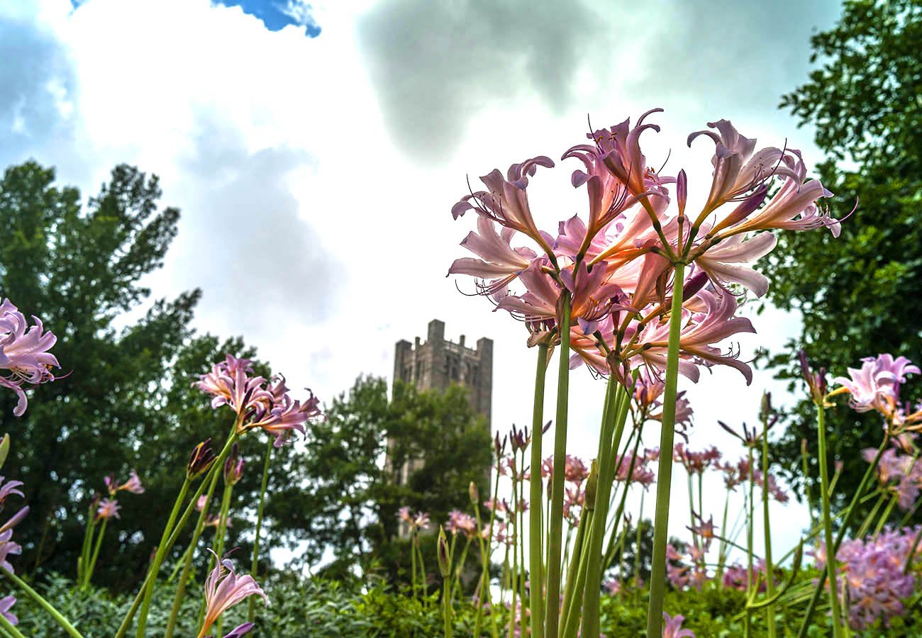 服装塔前的鲜花